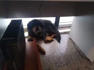 Un perro herido llegó a Ciudad Judicial y los policías hicieron algo inesperado
