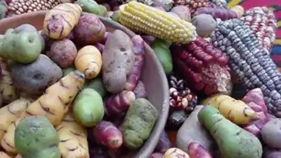 El plan de la UNJu para que la papa andina no se vaya de Jujuy