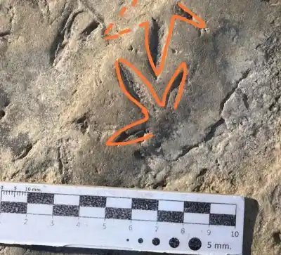 Aparecieron huellas de dinosaurios del Cretácico en un lago de Neuquén