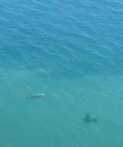 El primer censo aéreo de ballenas en Chubut contó menos ejemplares que el año récord