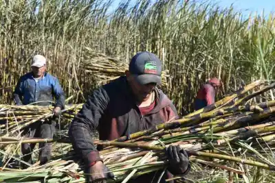 Día del Trabajador Azucarero: ¿Por qué se celebra hoy?