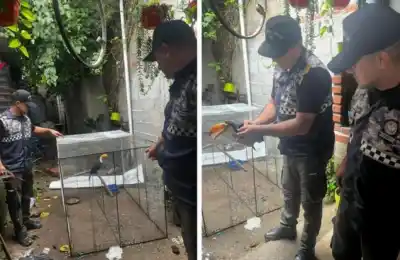 Rescate en La Cocha: el tucán que vivía enjaulado en una casa del barrio Las Rosas