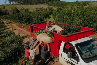 La yerba sigue en rojo y la forestoindustria se suma a la alerta: qué muestra el semáforo de Coninagro