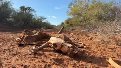 El pozo petrolero que nadie puede tapar: sigue brotando y ya mató a 13 vacas