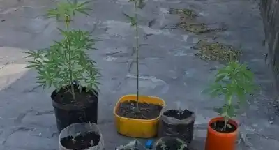 Encontraron un cultivo de marihuana en el fondo de una casa de San Antonio