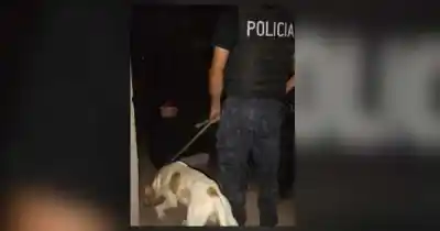 Un perro policía hizo lo imposible en San Martín: la historia detrás del rescate que conmovió a Mendoza