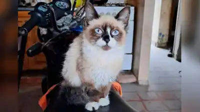 Perdió a su gatita de 7 meses y pide ayuda: la esperanza de encontrarla está en un detalle