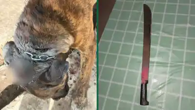 Un perro se metió en una pelea ajena y el vecino reaccionó con un arma que no esperaba