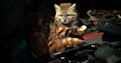 Un guía de Malargüe se topó con un felino casi invisible y lo que vio lo preocupó