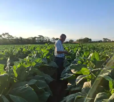 El futuro del tabaco en Jujuy: la oportunidad que pocos ven y que podría cambiar la economía provincial