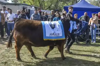 La Expo Rural de Viedma llega con una cifra que marca un récord histórico