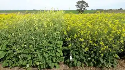 El secreto que esconden los campos argentinos en invierno y que podría cambiar la matriz energética