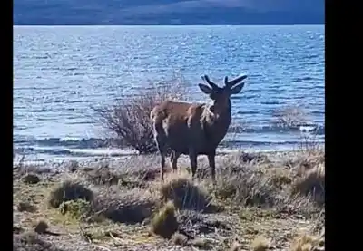 Un ciervo se paseó por Dina Huapi y sorprendió a todos