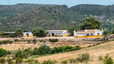 Vivir rodeado de 140 animales rescatados: el refugio en España que busca voluntarios y paga con alojamiento