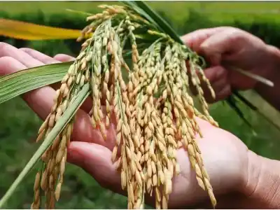 Mientras el país retrocede, Formosa duplica su producción de arroz: el dato que sorprende