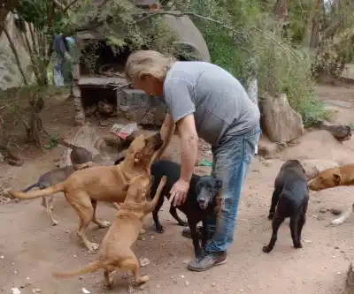 Un refugio de animales en San Luis lucha por sobrevivir: la deuda que casi los deja sin luz