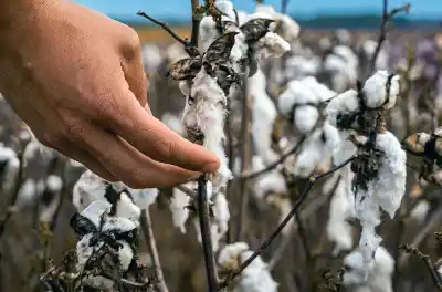 El algodón chaqueño que desafía a los herbicidas y ya mira a Europa