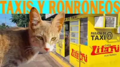 La doble pelea del taxista de Encarnación: contra las apps y por un gato callejero