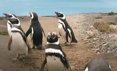 Chubut se prepara: los pingüinos de Magallanes ya están llegando