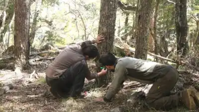 Investigadores del Conicet se suman a una red global que estudia la fauna con cámaras trampa