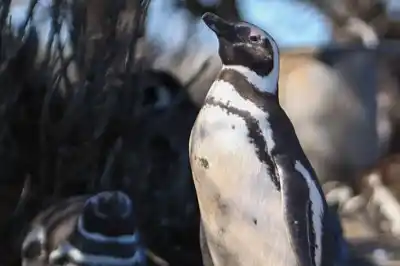 Punta Tombo reabre con novedades: la fecha que esperan los amantes de los pingüinos