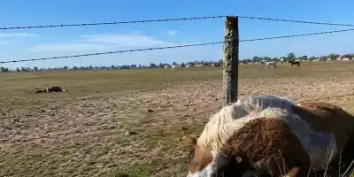 Seis caballos murieron en Ameghino tras comer semillas que estaban para otros animales