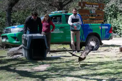 Volvieron a la naturaleza 41 aves que estaban en cautiverio: el detalle que marcó la liberación