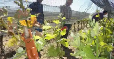 El plan contra una plaga que amenaza los viñedos mendocinos: qué incluye