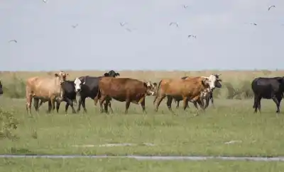 La Pampa renueva su línea de créditos para productores golpeados por la sequía