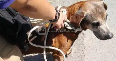 El gesto de un policía salteño que emocionó a todos en avenida Yrigoyen