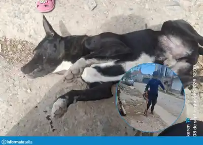 Atacó a un perro con un palo en Atocha y lo que hizo después complicó todo