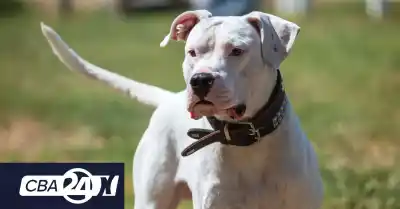 El duro cuestionamiento del Colegio Veterinario a los proyectos que prohíben razas de perros