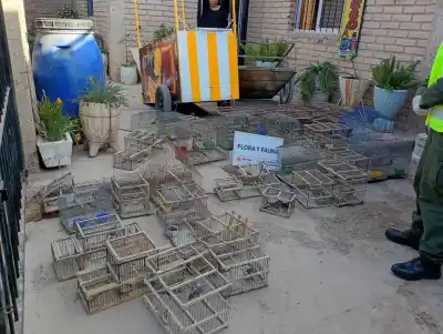 El operativo que destapó un criadero ilegal de aves en Pocito