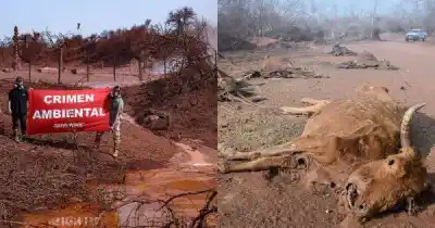 El drama ambiental en Lomas de Olmedo: 350 animales muertos y 20 hectáreas arrasadas