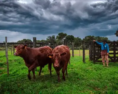El Niño se acerca: las claves para que tu rodeo no sufra las inundaciones