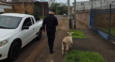 La insólita aparición de una cabra en plena calle de Oberá que desconcertó a todos