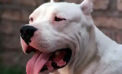 Un dogo lo atacó en la calle y la reacción de la madre generó alerta en General Pico