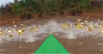 El río estaba lleno de dorados y las autoridades no dudaron: la drástica medida que cambia todo en el Paraná