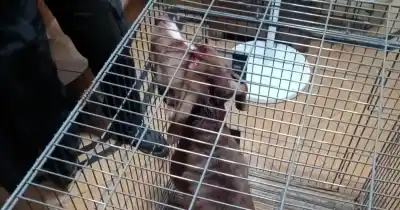 Una nena de 6 años fue atacada por un perro en su barrio: el desesperado rescate que debieron hacer los vecinos