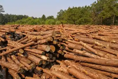 Alerta en Misiones: tres cadenas productivas que no levantan cabeza