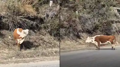 Seis animales sueltos en la Ruta de los Siete Lagos: el operativo que sorprendió a los propietarios