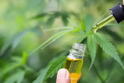 Anotate: solo ocho productores de cannabis medicinal podrán acceder a este beneficio en Tierra del Fuego