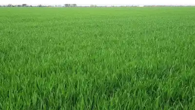 El campo no para en el centro norte santafesino: qué cultivos ya se están sembrando sin pausa