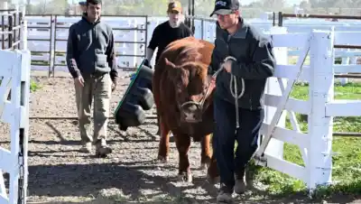 La Expo Rural de Viedma-Patagones ya tiene fecha: tres días con un cierre que nadie quiere perderse