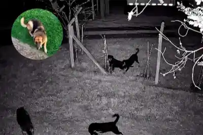 “Los cuidamos como a nuestros hijos”: el dueño de los rottweilers que mataron a una ovejera rompió el silencio
