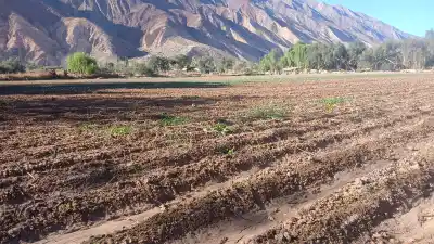 La helada les arruinó la mitad de la cosecha y ahora nadie les responde