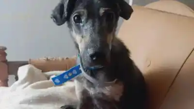 Rescatistas de Misiones piden ayuda urgente: dos perros que sufrieron abandono y maltrato esperan una segunda oportunidad