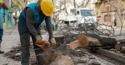 Talan 15 árboles secos en pleno centro: el motivo que preocupa a los vecinos