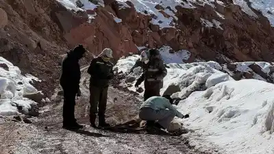 Encontraron 300 guanacos muertos en la cordillera y una hipótesis climática gana fuerza