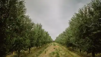 La helada golpeó los olivares y ya prenden las alarmas en San Juan